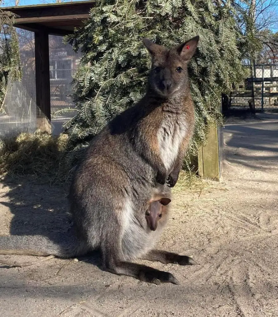 Wallaby with a joey in its pouch.