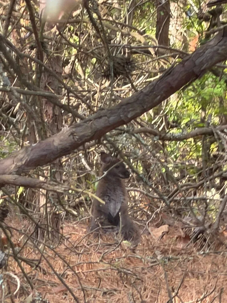 A two-year-old wallaby sits amongst branches and pine needles after escaping its enclosure.