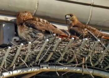 A May-December Romance for 2 Fifth Avenue Hawks