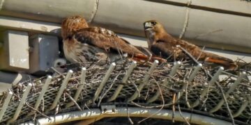 A May-December Romance for 2 Fifth Avenue Hawks