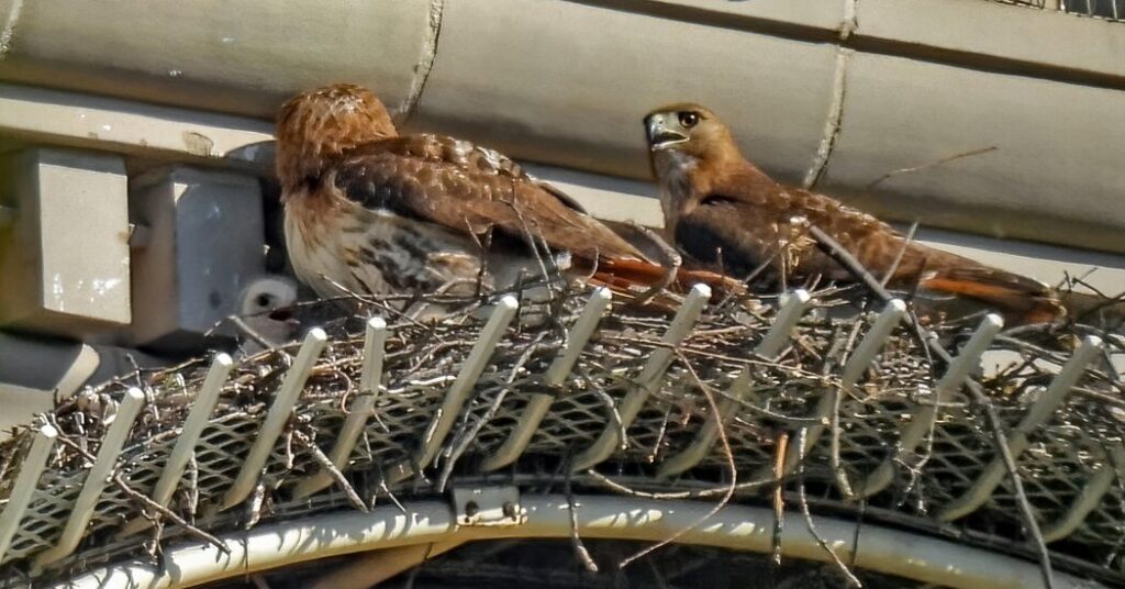 A May-December Romance for 2 Fifth Avenue Hawks