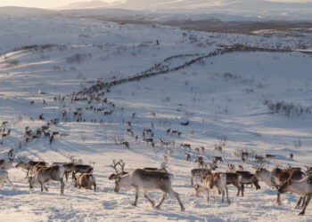 Europe’s Green-Energy Future Has a Problem: Reindeer