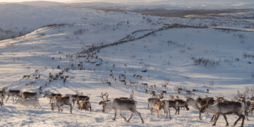 Europe’s Green-Energy Future Has a Problem: Reindeer