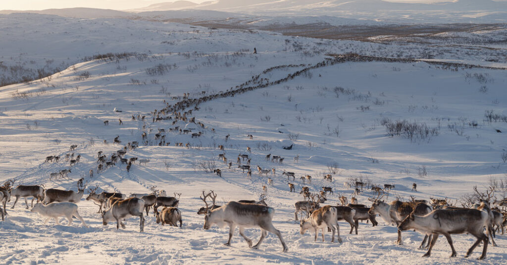 Europe’s Green-Energy Future Has a Problem: Reindeer