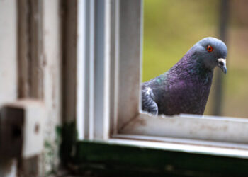 Pigeons and People Have Been Frenemies for Longer Than You Think