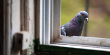 Pigeons and People Have Been Frenemies for Longer Than You Think