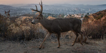 When Humans Went Away, the Wildlife Strayed