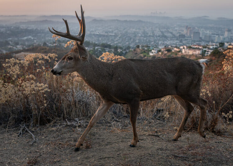 When Humans Went Away, the Wildlife Strayed