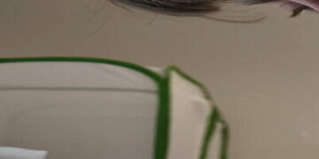 A Very Lonely Caterpillar, Possibly the Last Its Kind, Has Died