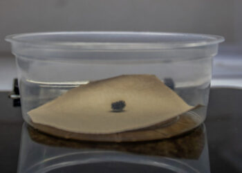 A Very Lonely Caterpillar, Possibly the Last of Its Kind, Has Died