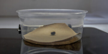 A Very Lonely Caterpillar, Possibly the Last of Its Kind, Has Died