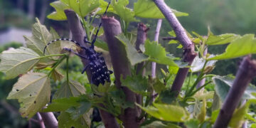 How ‘Sentinel Gardens’ Help Spot Dangerous Bugs Abroad