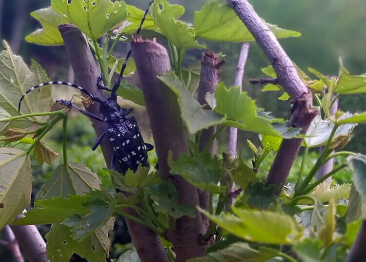 How ‘Sentinel Gardens’ Help Spot Dangerous Bugs Abroad