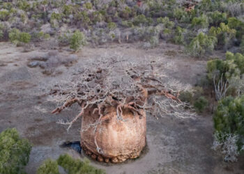 As a Sacred Tree Dies, Their Village Loses a Piece of Itself