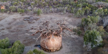 As a Sacred Tree Dies, Their Village Loses a Piece of Itself