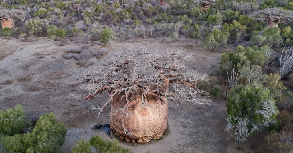 As a Sacred Tree Dies, Their Village Loses a Piece of Itself