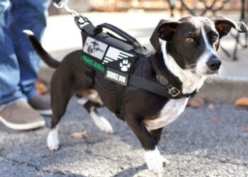 HUD Moves to Limit Assistance Animals for Disabled Tenants in Public Housing