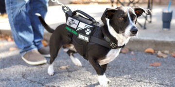 HUD Moves to Limit Assistance Animals for Disabled Tenants in Public Housing