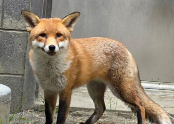 Stowaway Fox Gets Clean Bill of Health and a Name: Basil (Like ‘Dazzle’)
