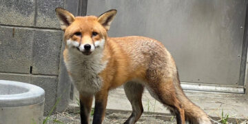 Stowaway Fox Gets Clean Bill of Health and a Name: Basil (Like ‘Dazzle’)