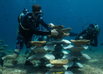 Can Concrete Molds Revive Coral Reefs Ruined by Bombs and Climate Change?
