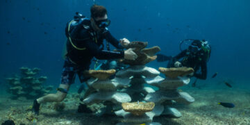 Can Concrete Molds Revive Coral Reefs Ruined by Bombs and Climate Change?