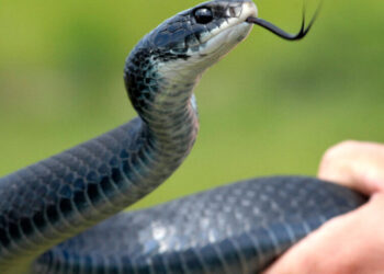 Robert F. Kennedy Jr. Keeps Picking Up Snakes. Is He Doing It Right?