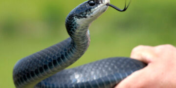 Robert F. Kennedy Jr. Keeps Picking Up Snakes. Is He Doing It Right?