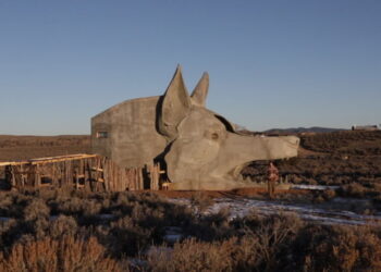 For Rent: A One-Bedroom Coyote House