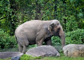 Happy, Bronx Zoo Elephant at Center of Animal Rights Case, Is Dead at 55