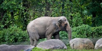 Happy, Bronx Zoo Elephant at Center of Animal Rights Case, Is Dead at 55