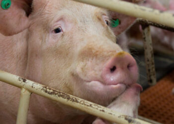 What the Meat Industry Doesn’t Want You to Know