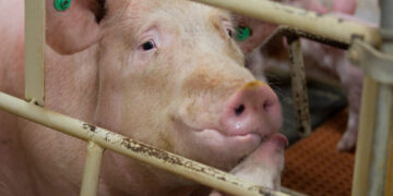 What the Meat Industry Doesn’t Want You to Know