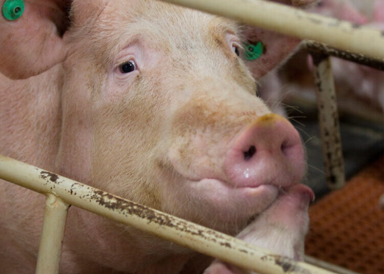 What the Meat Industry Doesn’t Want You to Know