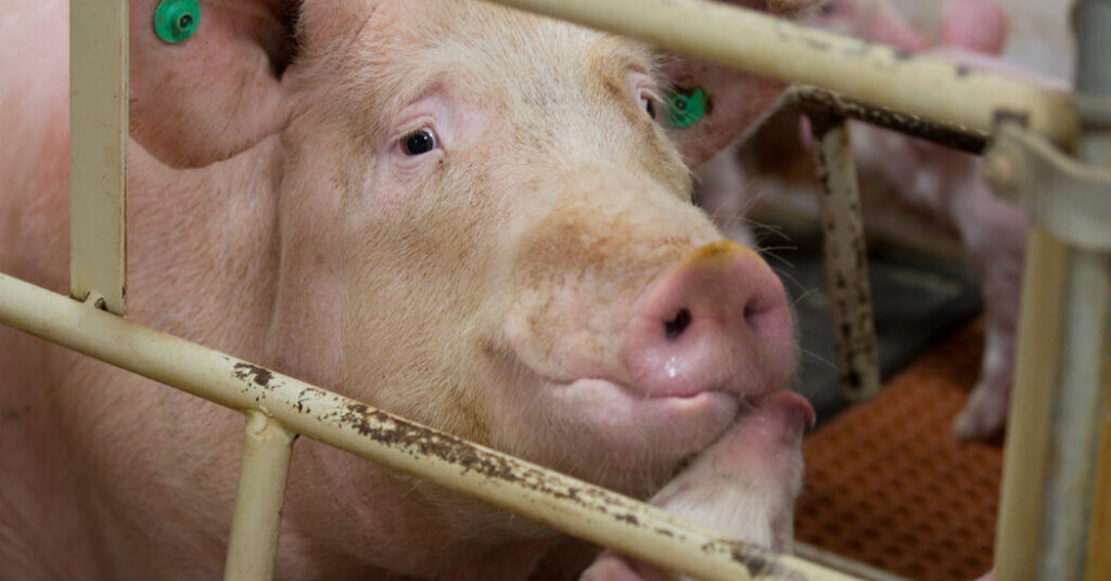 What the Meat Industry Doesn’t Want You to Know