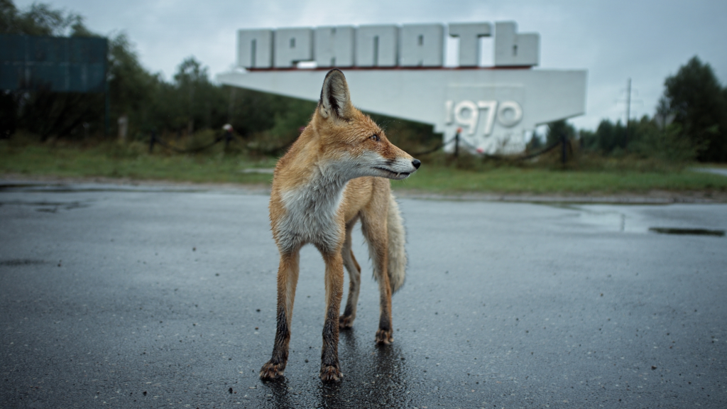 40 Years After the Disaster, Chernobyl Has Accidentally Become a Wildlife Haven