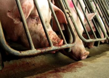 Millions of people voted for these animal welfare laws. Congress is trying to overturn them.