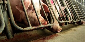 Millions of people voted for these animal welfare laws. Congress is trying to overturn them.