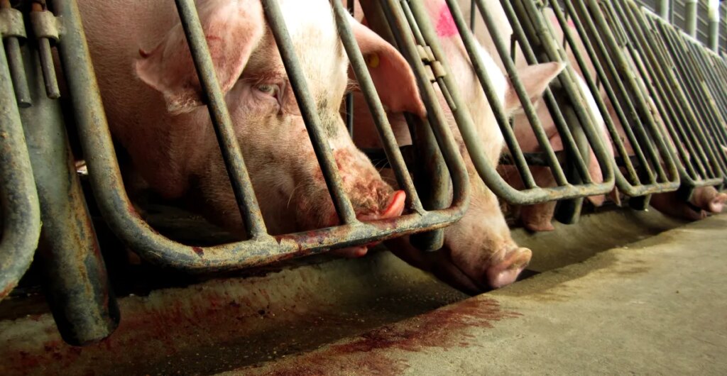 Millions of people voted for these animal welfare laws. Congress is trying to overturn them.