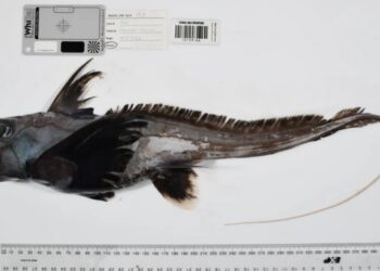 Photos reveal strange sea creatures that scientists have never seen before