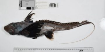 Photos reveal strange sea creatures that scientists have never seen before