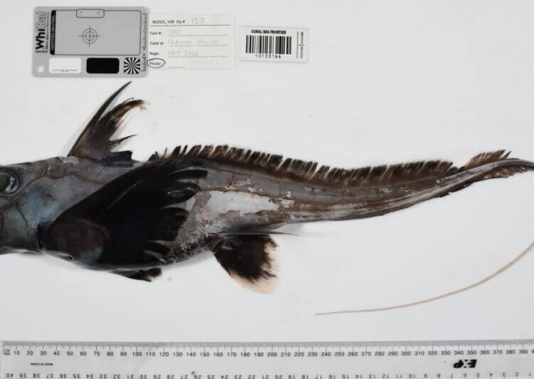 Photos reveal strange sea creatures that scientists have never seen before