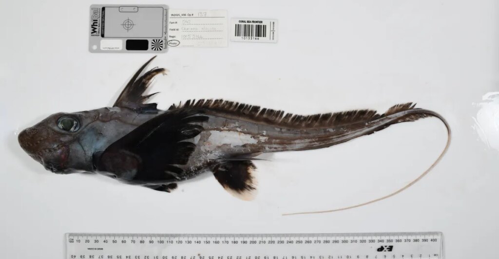 Photos reveal strange sea creatures that scientists have never seen before