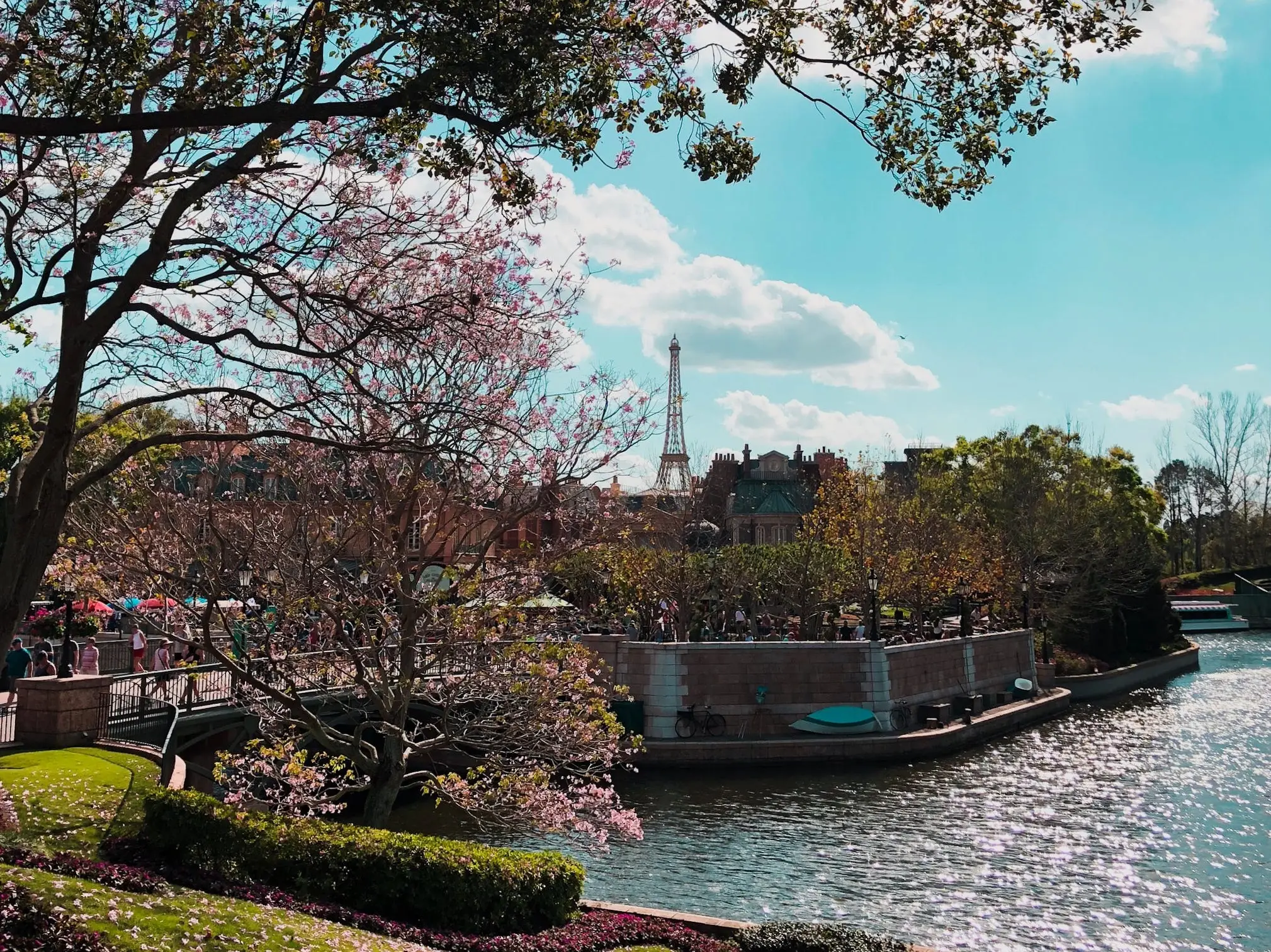 shot of the cherry blossoms blooming in epcot work showcase