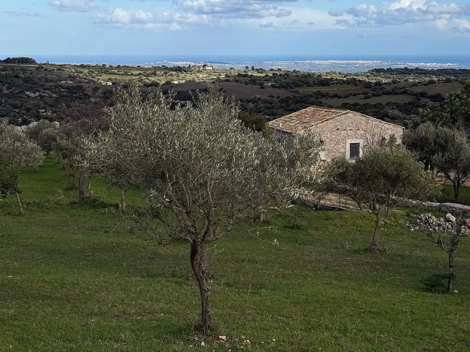 Olive orchard
