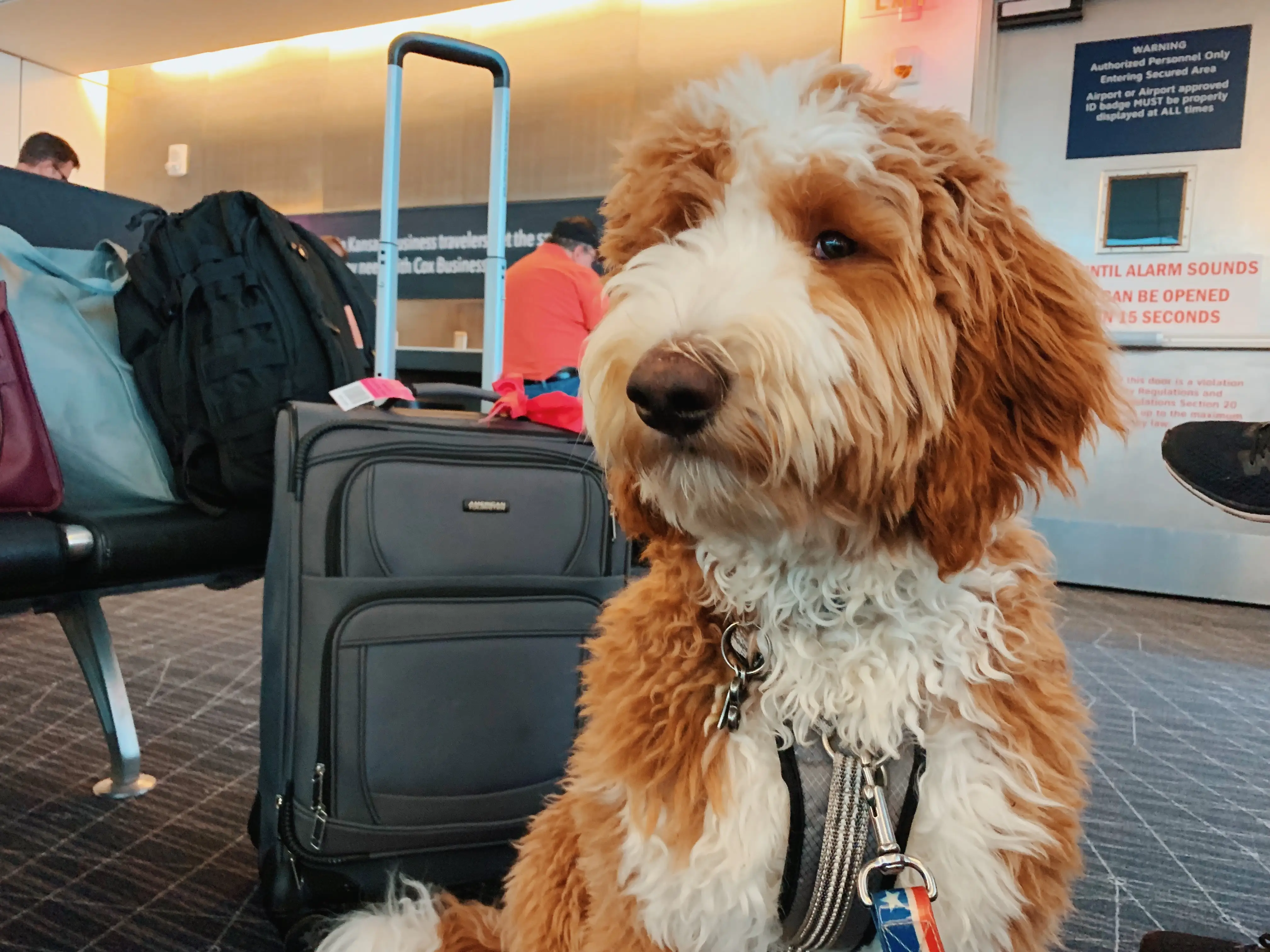 Dog with suitcase