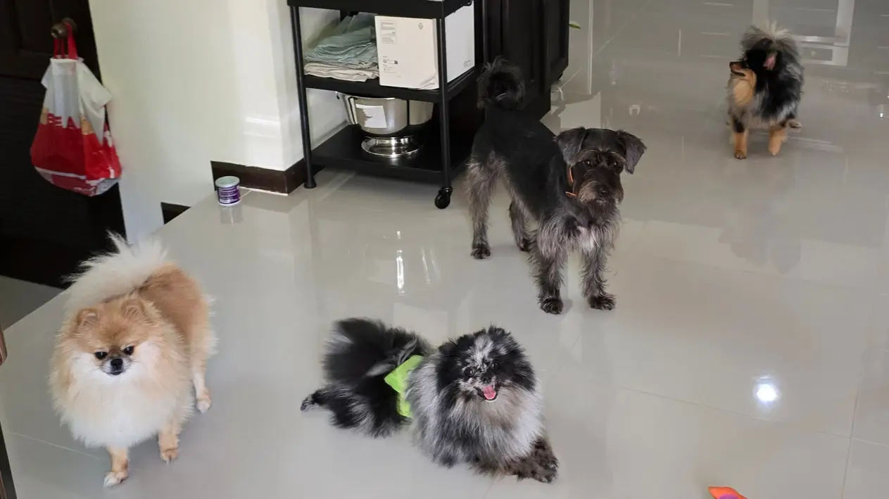 Dogs in Thailand.