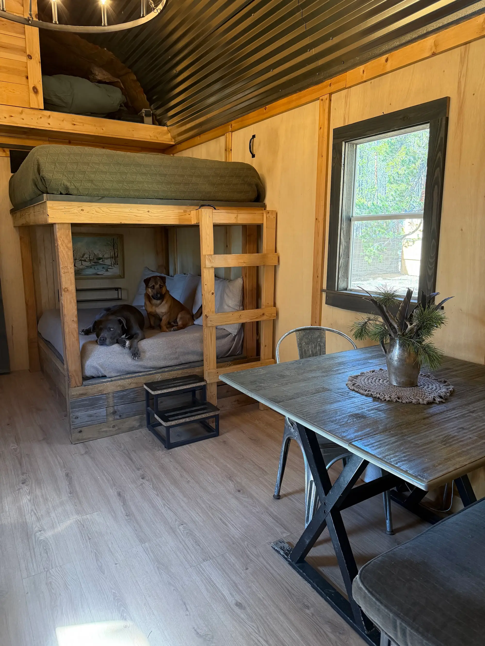 A bunk bed in a tiny house with two dogs sitting on the lower bed.