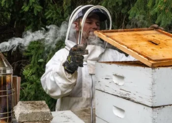 A college student is funding his tuition by raising bees and selling honey: ‘This is the ultimate side business’