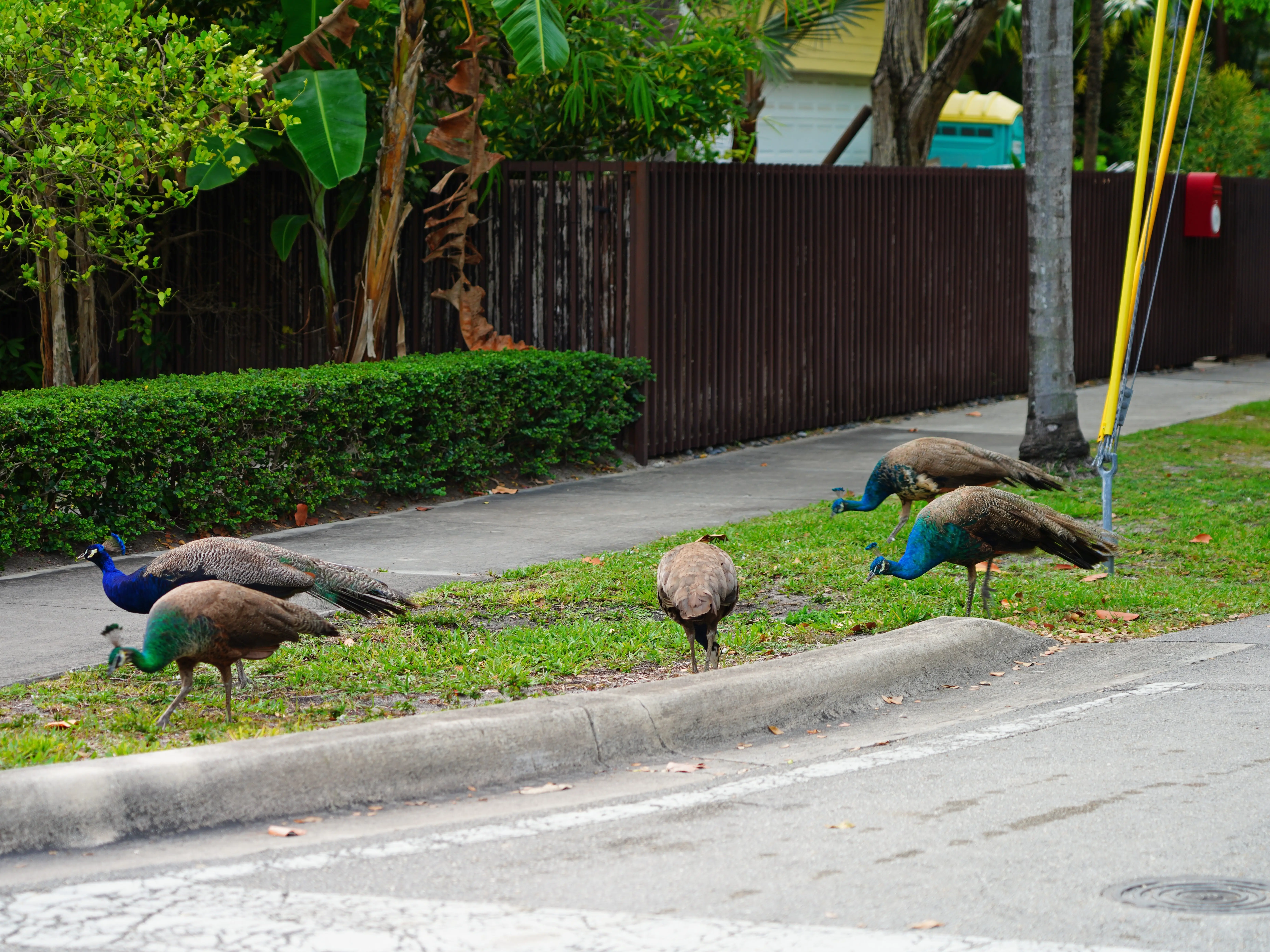 Peacocks on Coconut Grove streets, Miami